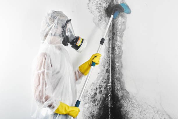 Best Mold Documentation for Insurance Claims  in Munhall, PA