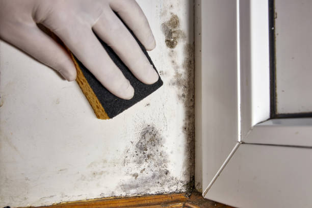 Best Post-Construction Mold Inspection  in Munhall, PA